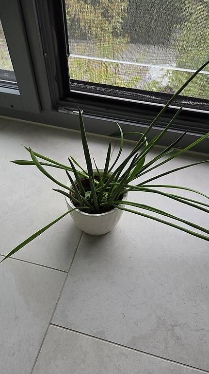 Pflanzen & Samen: Pflanze (ohne Topf) – Gebraucht aus Bottmingen von san_j2p9