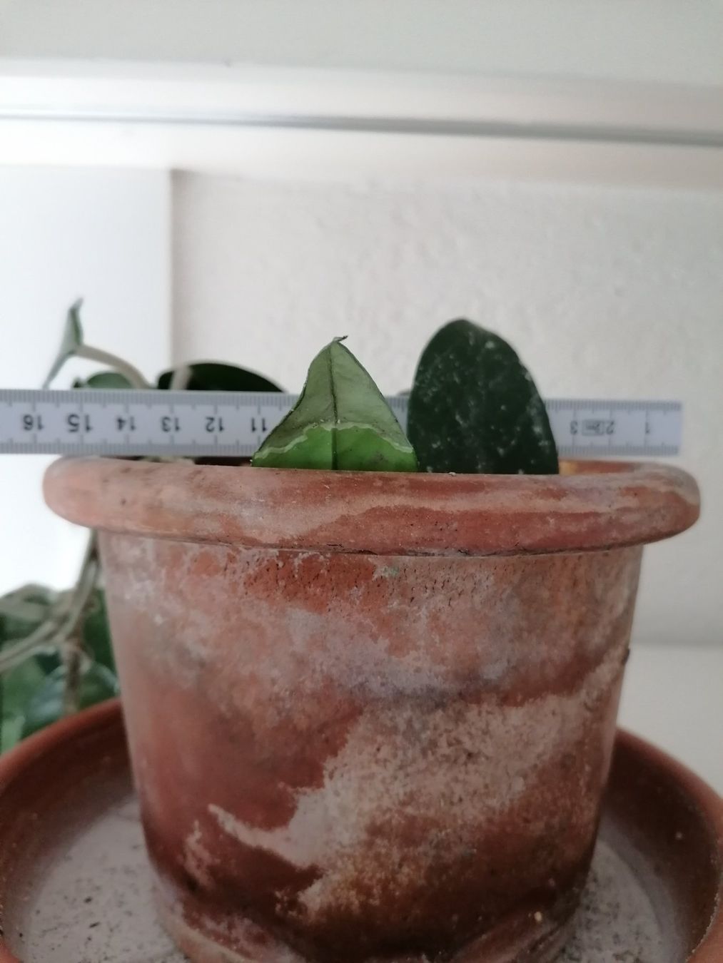 Plantes & graines: Plante Hoya Carnosa +58 cm – Neuf (Voir description) à Le Mont-Pèlerin par dundun1 4