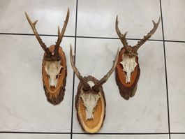 Geweihe, Rehböckli, auf Holzschilde, 3er Set