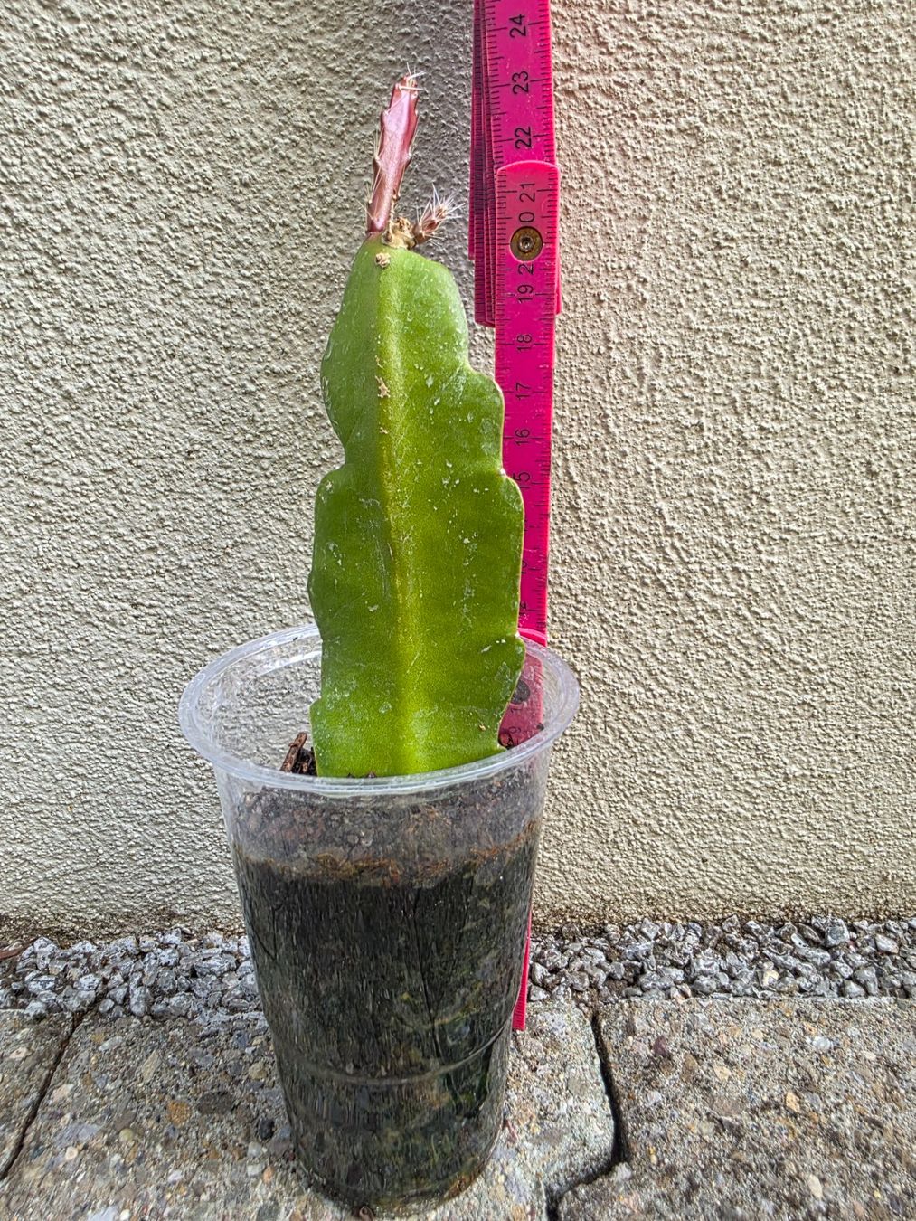 Piante & sementi: Epiphyllum "Cooperi" bewurzelter Steckling – Nuovo (secondo la descrizione) da Thalheim venduto da silvara01 5