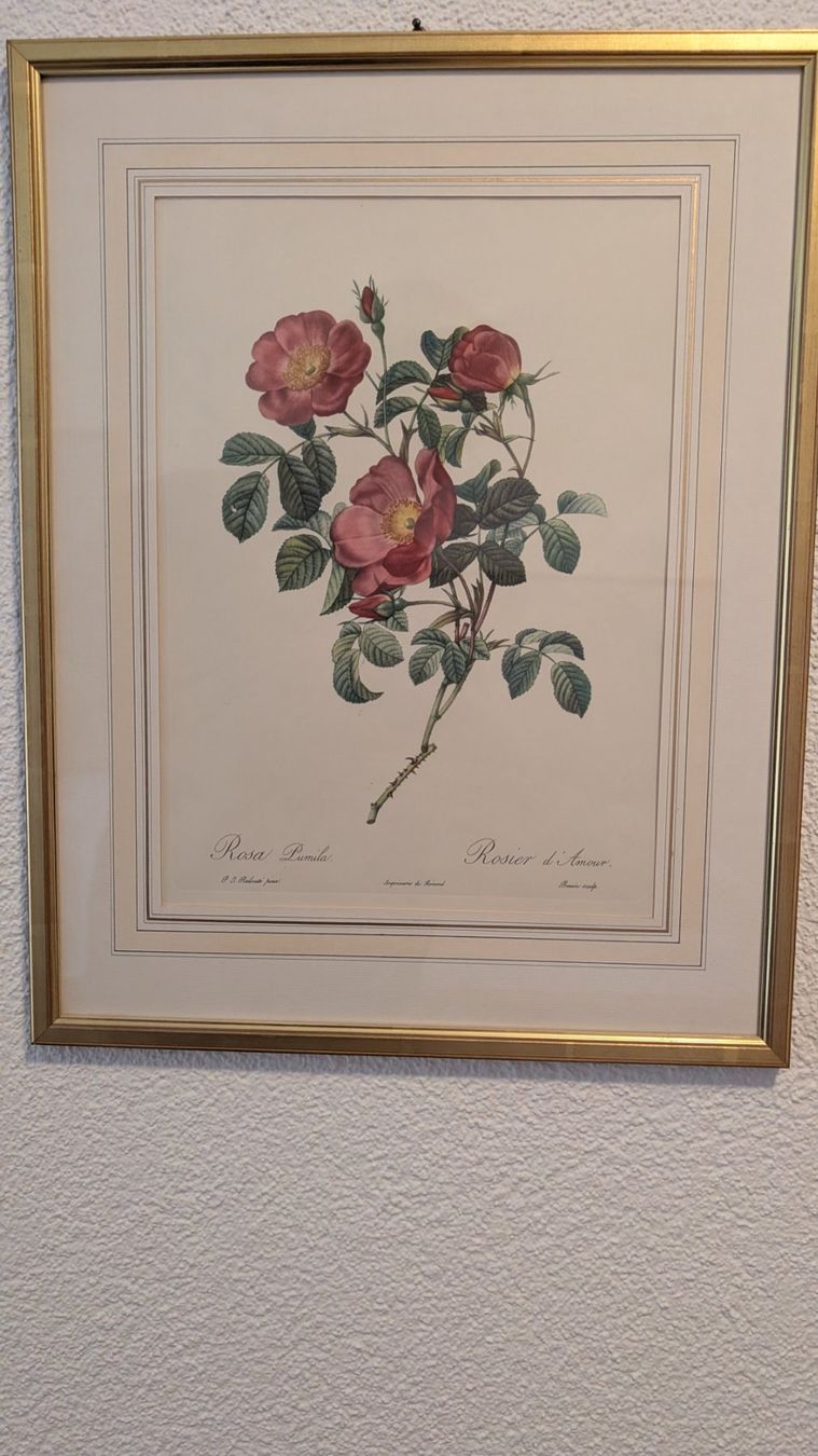 Stiche: Vier Stiche mit Rosenmotiven – Gebraucht aus Ittigen von stoney63 1