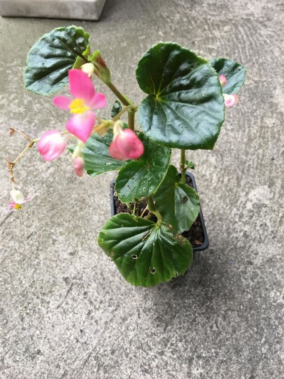 Schiefblatt (Begonia fischeri) Pflanze Kaufen auf Ricardo