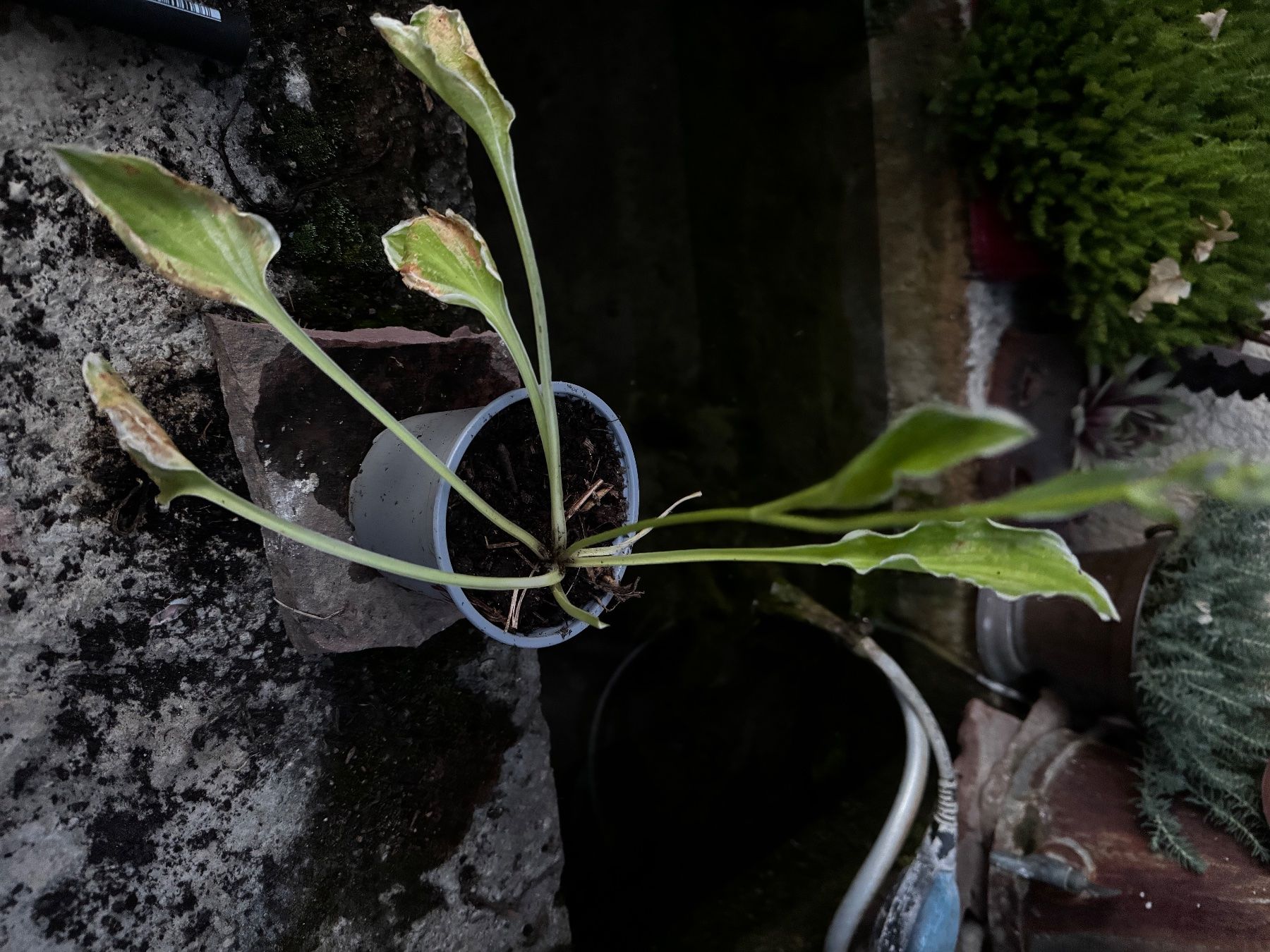 Piante & sementi: Hosta platinium tiara – Usato da Lajoux JU venduto da Briard0 1