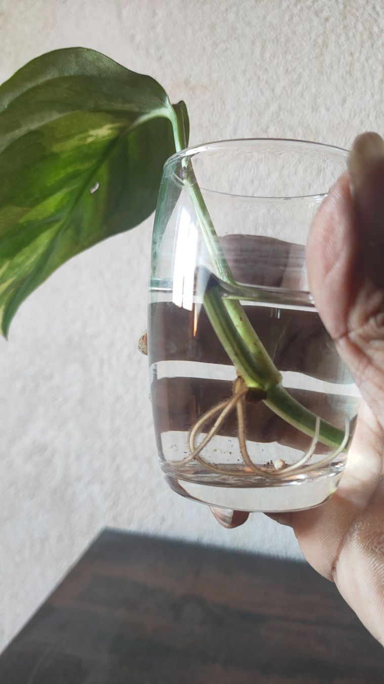 Piante & sementi: Monstera Accoyaguensis varigata – Usato da St-Aubin-Sauges venduto da may_2yrv 2