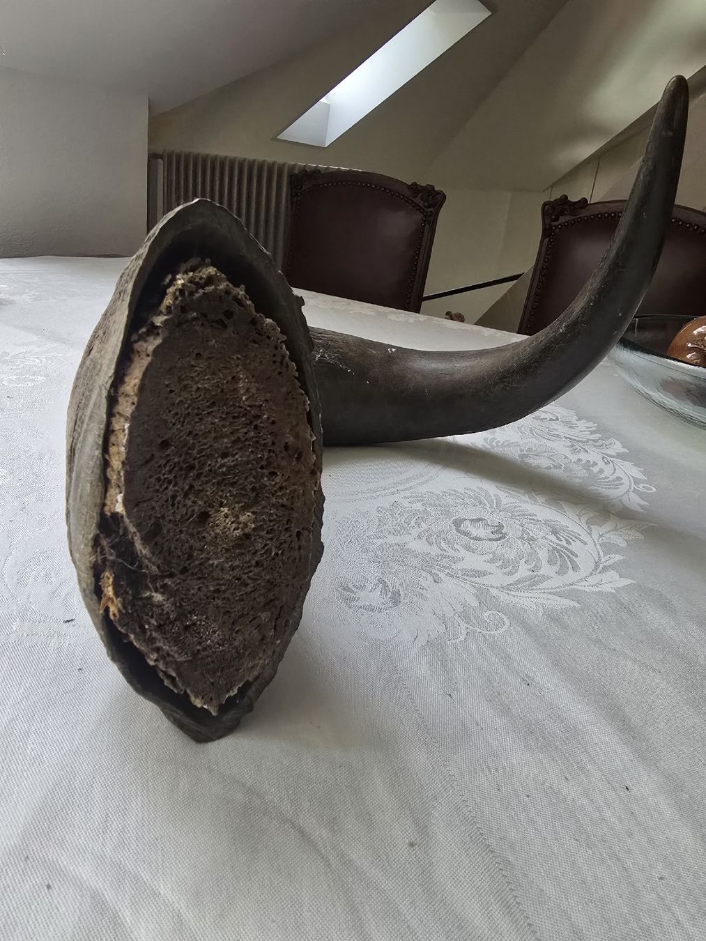 Il mondo degli animali: Animal Horn Natural Material – Usato da Bern venduto da Mr.Garcia300 2