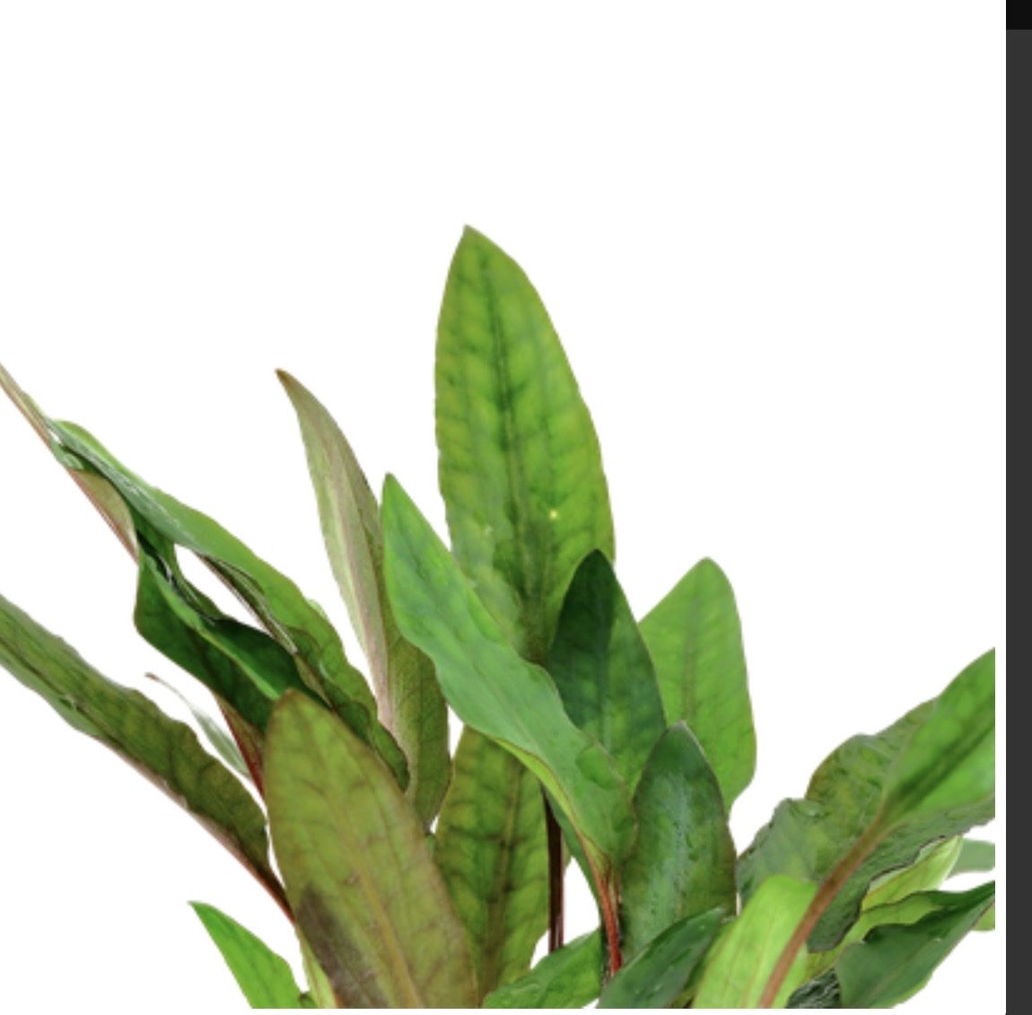 Piante & sementi: Aquariumpflanzen Cryptocoryne beckettii 'Petchii' – Nuovo e nell'imballaggio originale da Dulliken venduto da miggu40 2