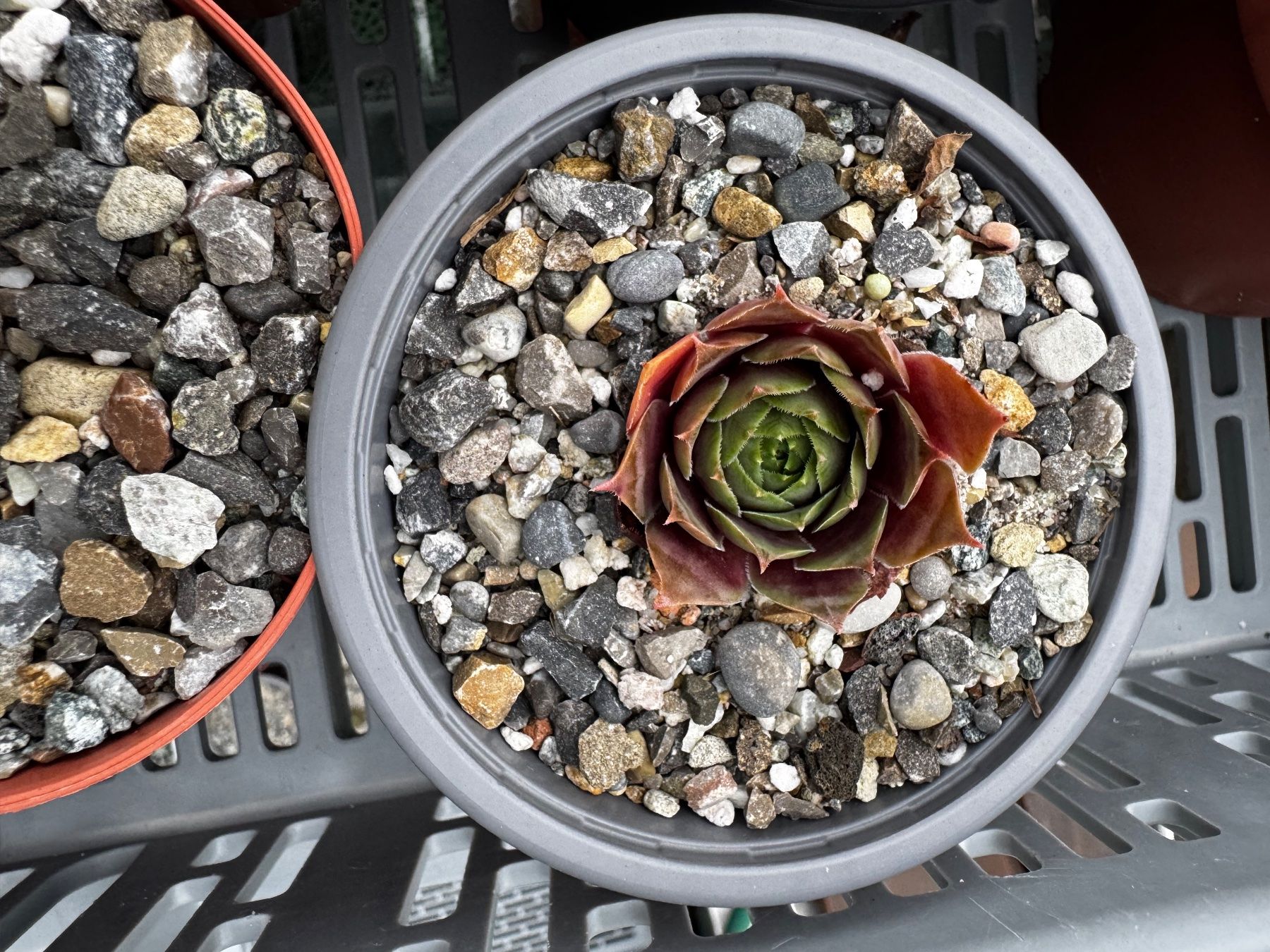 Piante & sementi: Sempervivum (Winterhart) – Usato da Aadorf venduto da KiRo-Shop