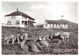 Gasthaus Hundwilerhöhe, mit Stempel, gelaufen 1952
