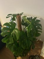 Monstera Deliciosa Nr.3