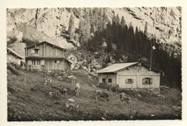 MUOTATHAL Landwirtschaft Lipisbüöl - Kühe