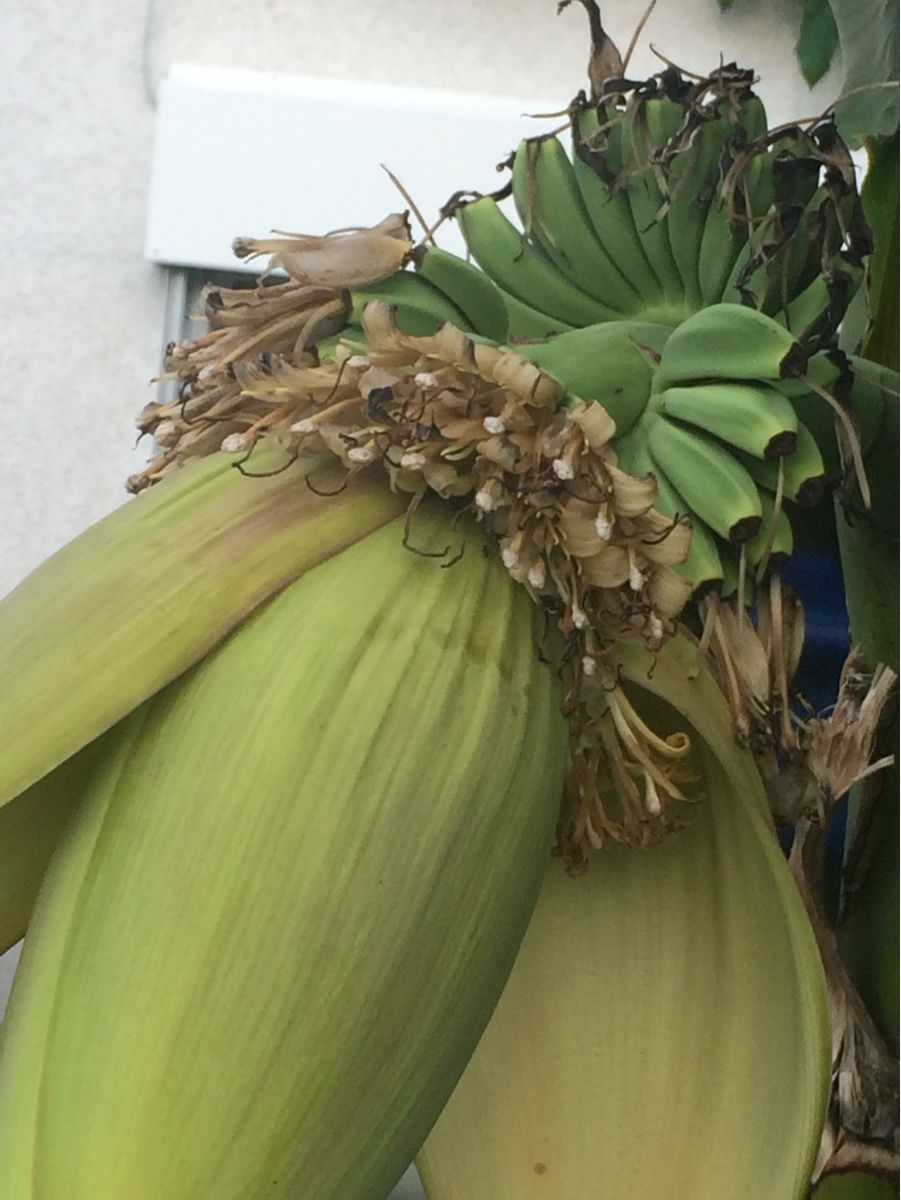 Piante & sementi: Bananenpflanze  – Usato da Rüti ZH venduto da Walti0 4
