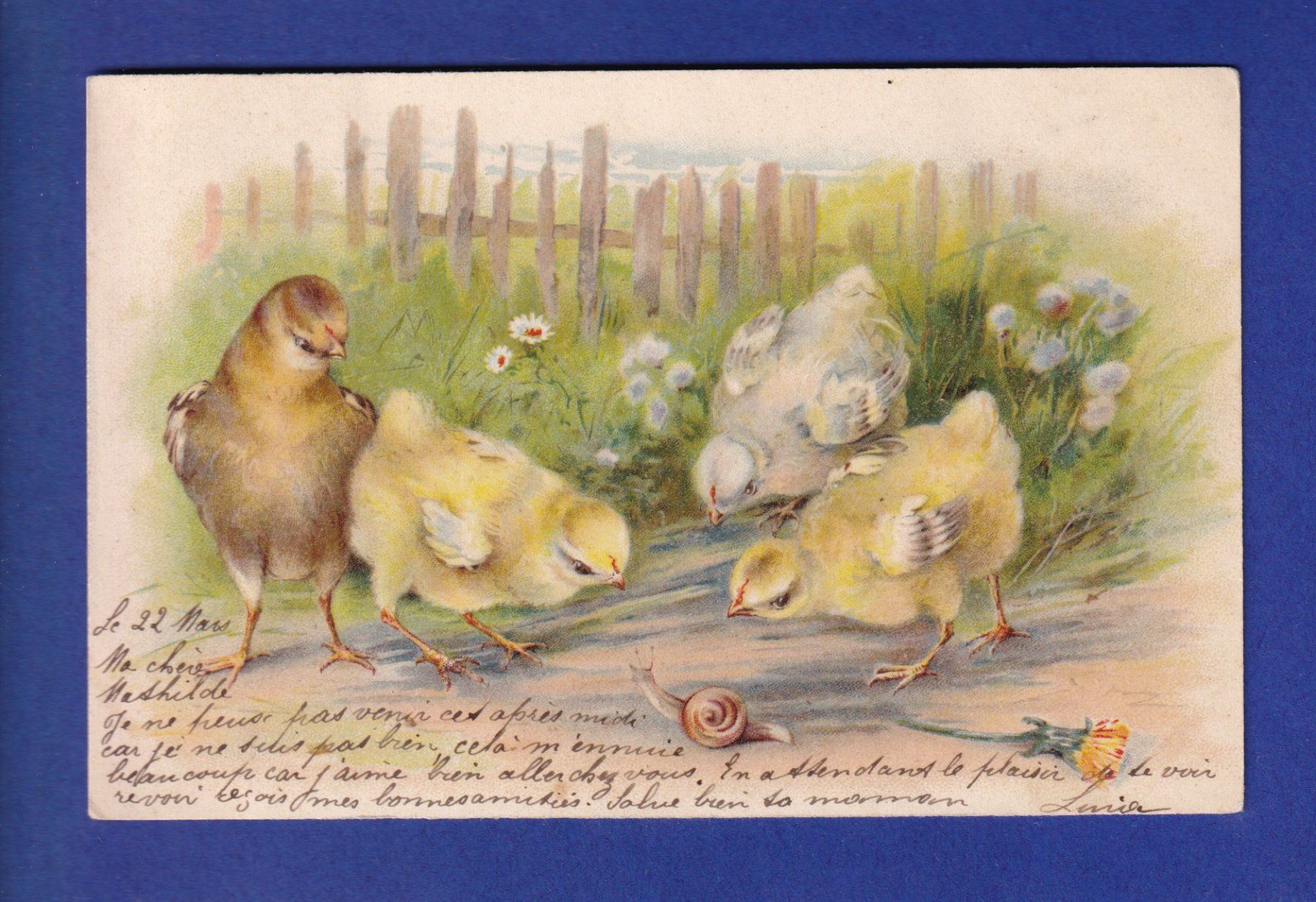 Cartes postales: OISEAU - Poussins escargot – D'occasion à Pully par nicecards-shop