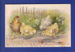 OISEAU - Poussins escargot