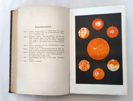 Augenheilkunde und Ophthalmoskopie / Buch 1889 ab Fr. 24.-