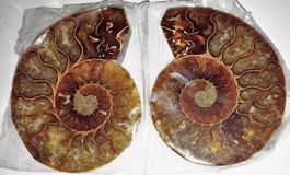 EINMALIG---:FOSSILE AMMONITEN-PAAR-7,5 CM, 150 MIO JAHRE ALT