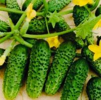 50 SAMEN MINI GURKEN GRAINES SEMI SEEDS