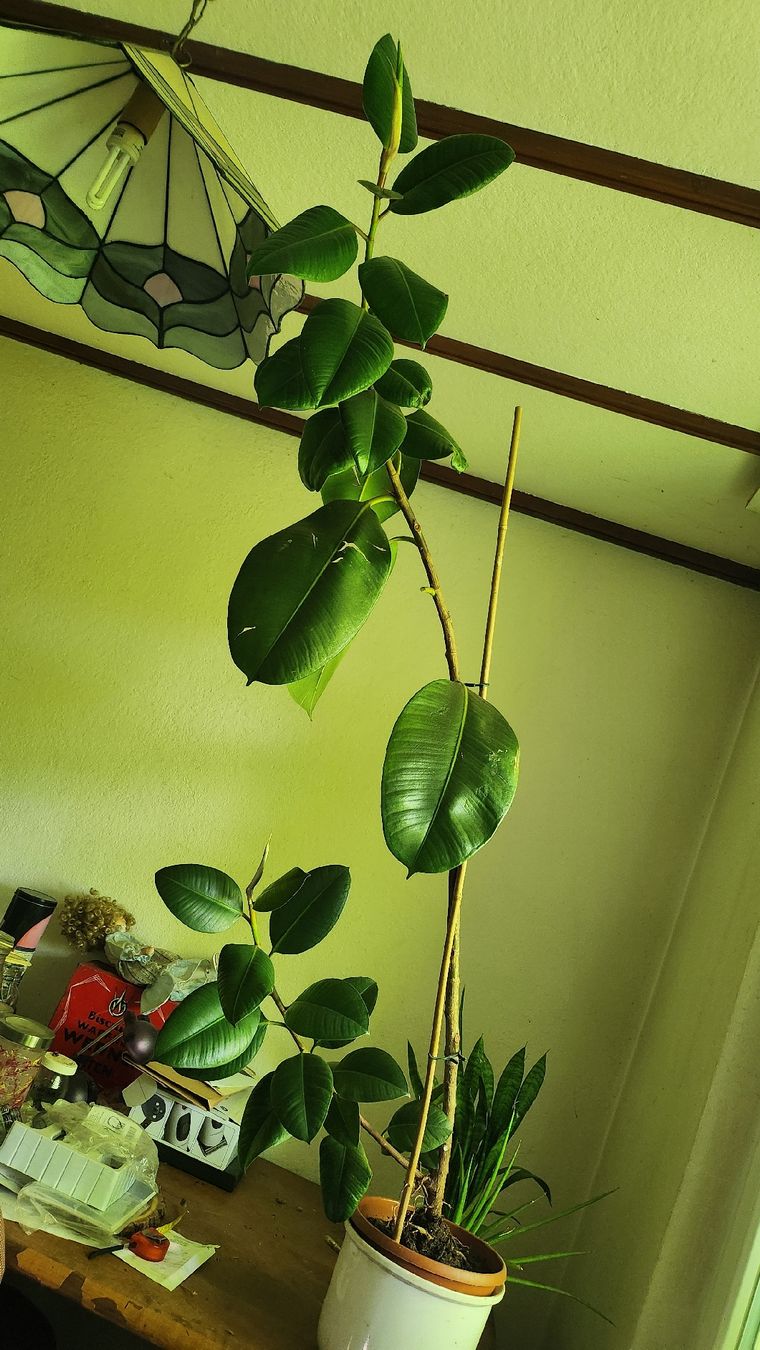 monstera adansonii aurea Monstera Adansonii Aurea, Exact Plant Variegated Ships Nationwide – Canopy  Gems main image 1