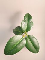Gummibaum / Ficus elastica Steckling #2