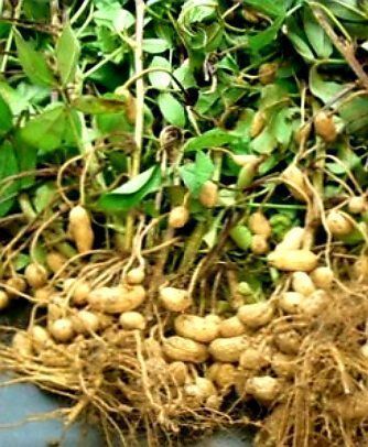 Hzexun Automatische Ölpresse 610W - Elektrische Ölpresse Für Nüsse Und Samen