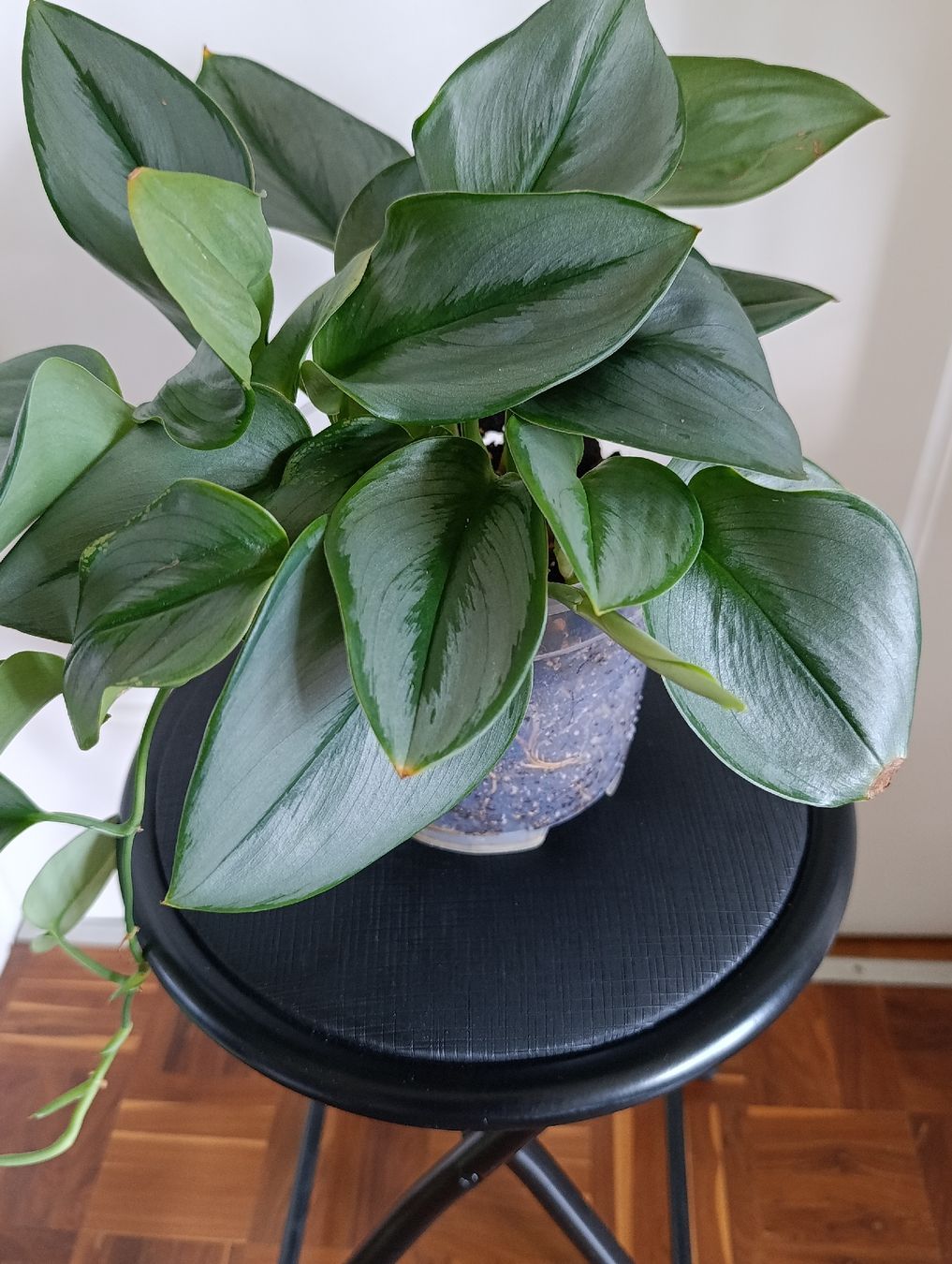 Pflanzen & Samen: Scindapsus Treubii Moonlight – Gebraucht aus Baar von L.isa28 2