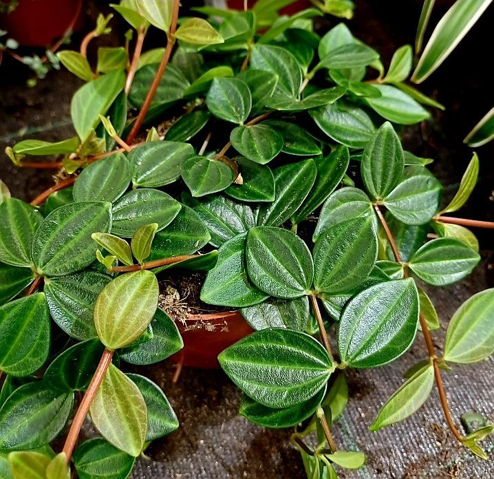 Kletternde Zierpflanze PEPEROMIA ANGULATA 15 cm 🌿 Plante d Acheter