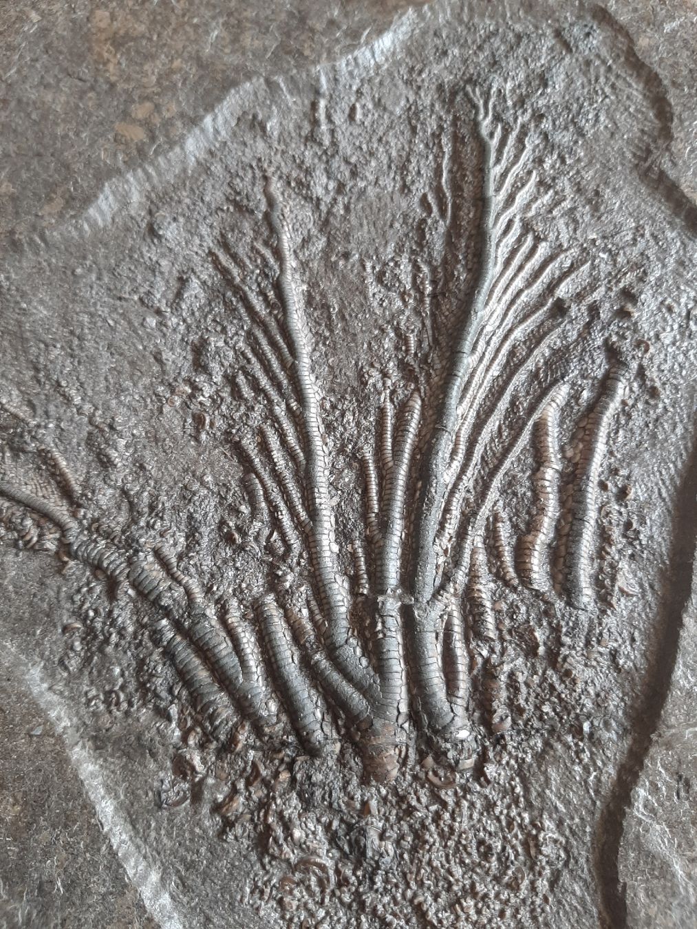 Fossilien: fossilie Seelilie Deutschland – Gebraucht aus Rickenbach BL von Oktober68 2
