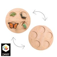 ✅ Montessori Lebenszyklus Schmetterling