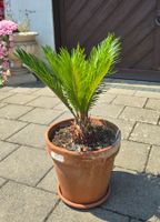 Sago Palme, Cycas Revoluta