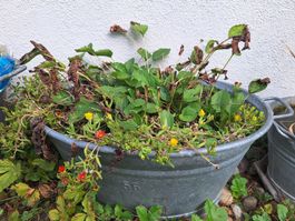 Zinkwanne rund mit Pflanzen gebraucht guter Zustand