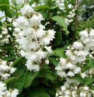 DEUTZIA SCABRA Steckling mit Wurzeln 50cm blühender Strauch