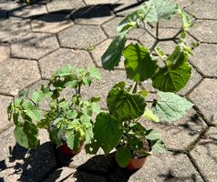 Andenbeere / Kapstachelbeere - Pflanzen!