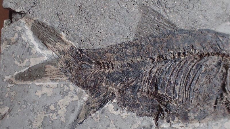 Fossili: fossiler Fisch aus China – Usato da Rickenbach BL venduto da Oktober68 4