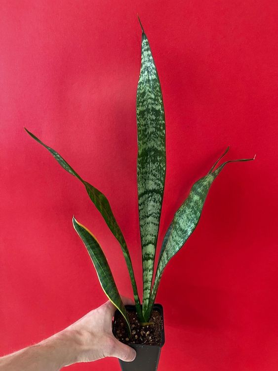 Sansevieria Trifasciata Kaufen Auf Ricardo 