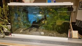 Aquarium Set mit Zubehör inklusive Pumpe und Futter