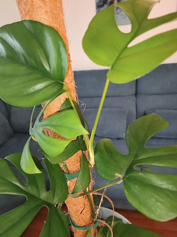 Pflanzen & Samen: Monstera minima – Gebraucht aus Kaisten von lys_zzy8 1