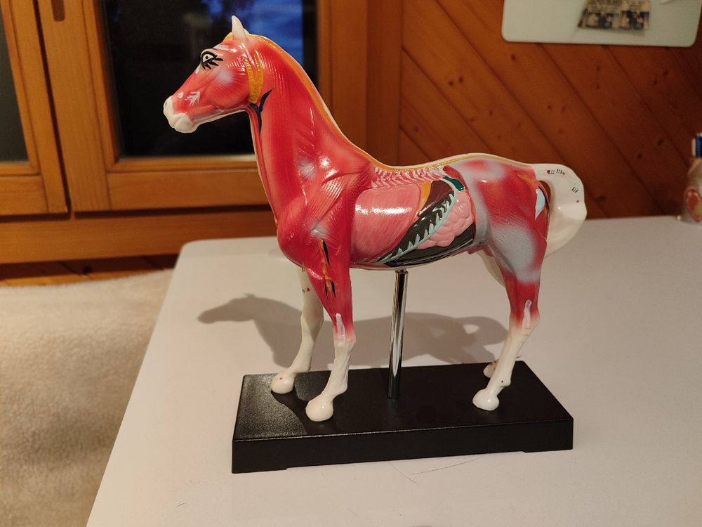 Pferd Anatomie Poster 45x60cm - Veterinär Bildungsdiagramm