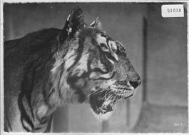 Zoologischer Garten Zürich - Sibirischer Tiger