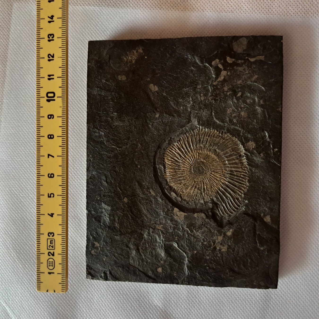 Fossilien: Fossil Amonit – Neu (gemäss Beschreibung) aus unteraegeri von Marimari 1