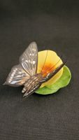 Schwarzer Porzellan-Schmetterling auf Blüte