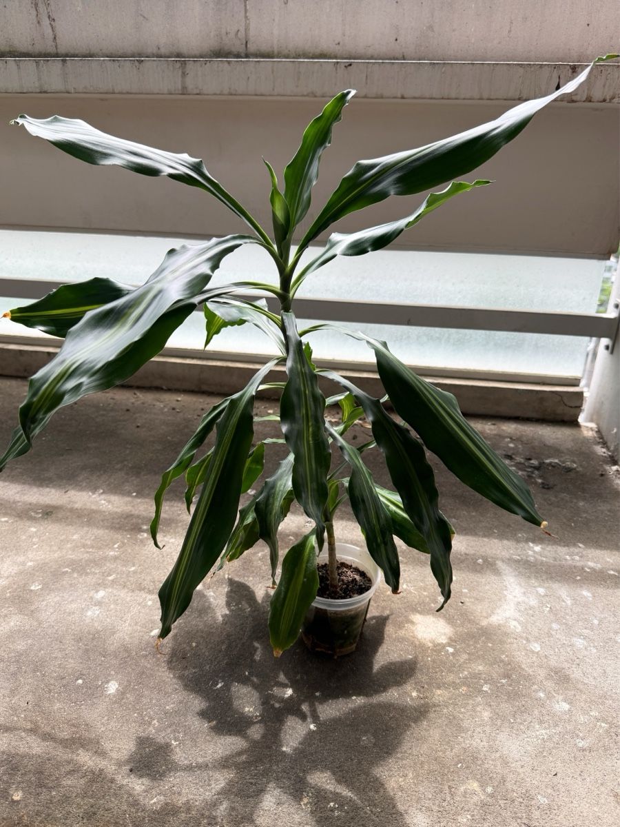 Piante & sementi: Dracaena Fragrans – Nuovo (secondo la descrizione) da Bern venduto da Lucas_Ma 1