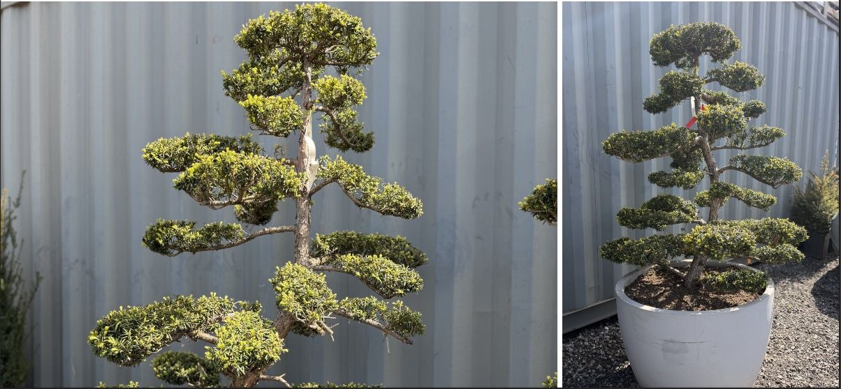 Piante & sementi: 2x Taxus Eiben Gartenbonsai Formschnitt, 35-jährig, Topf – Nuovo (secondo la descrizione) da Root venduto da Jo.Di 4