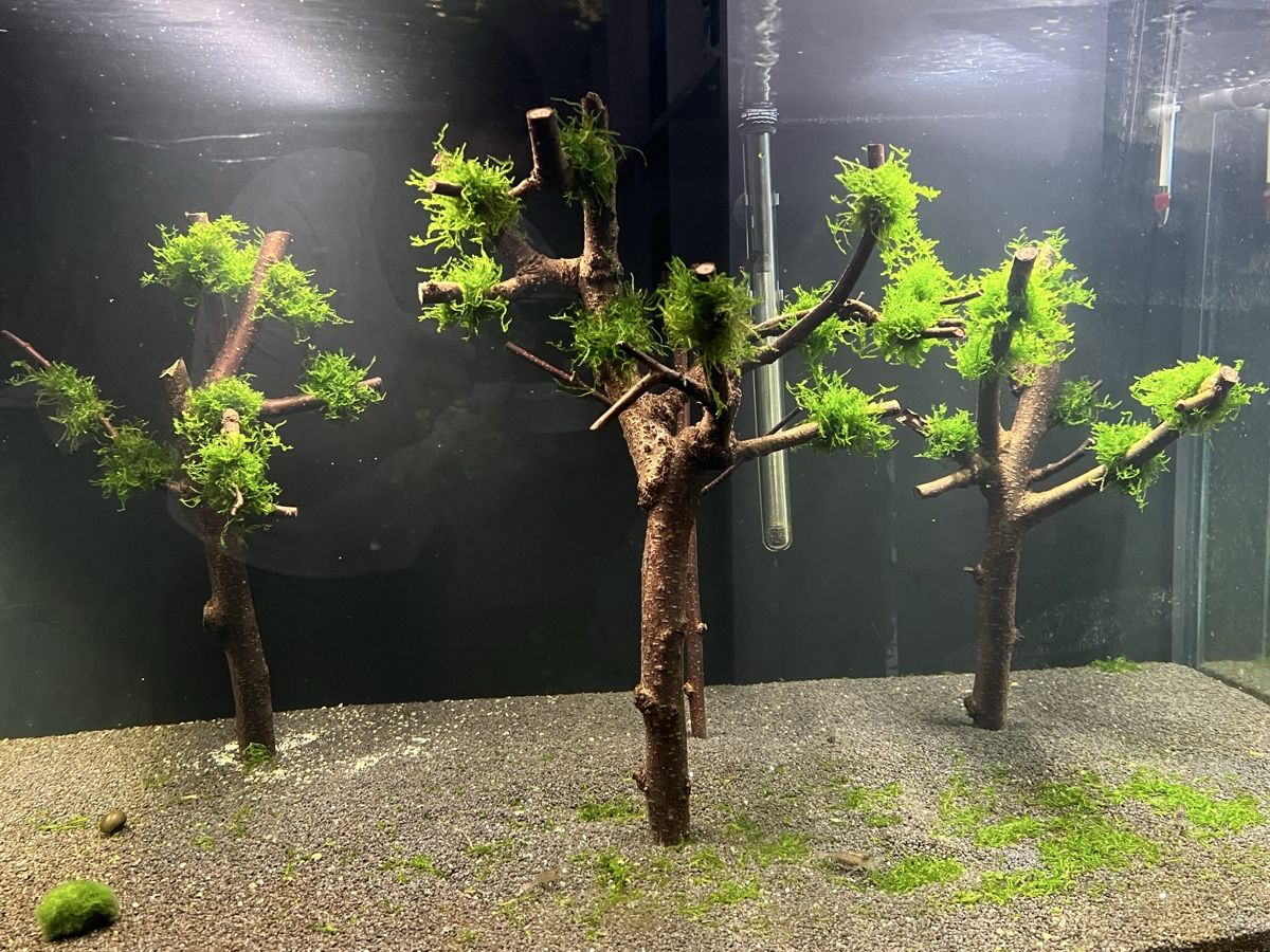 Tutte le decorazioni: Aquarium Deck Pflanze Holz Aquarium Baum – Usato da Basel venduto da LUCcC 2
