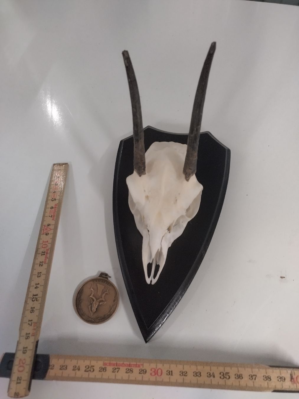 Il mondo degli animali: Steinböckchen Trophäe auf Holzschild, mit Medaille – Usato da Wettingen venduto da Bwalti