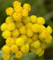 25 Samen von HELICRYSUM ITALICUM. Heil & Kräuterpflanze