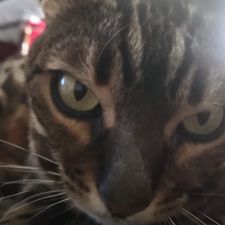 Profile image of asanached