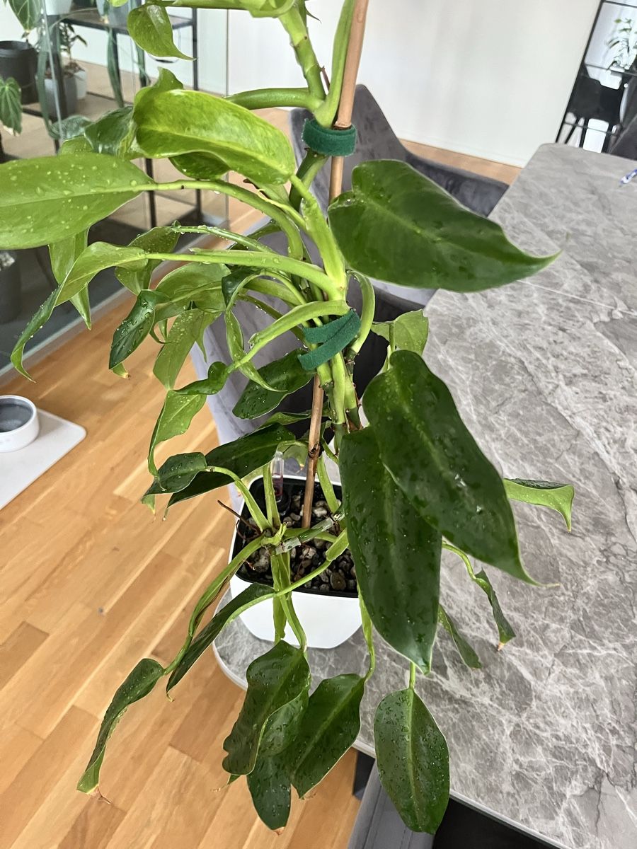 Pflanzen & Samen: Philodendron – Gebraucht aus Uster von ke114 1