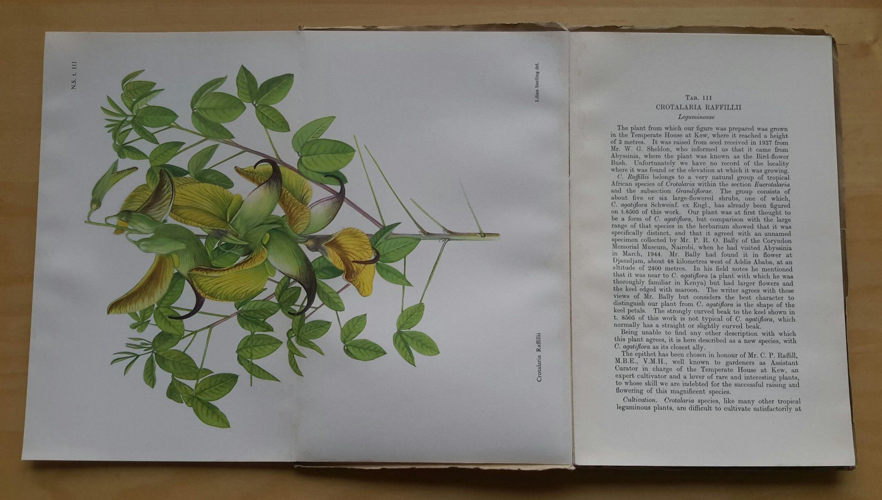 Libri: Curtis's  "Botanical Magazine" , Vol. 167 , 1950 . – Nuovo (secondo la descrizione) da Burgdorf venduto da Olli.34 5