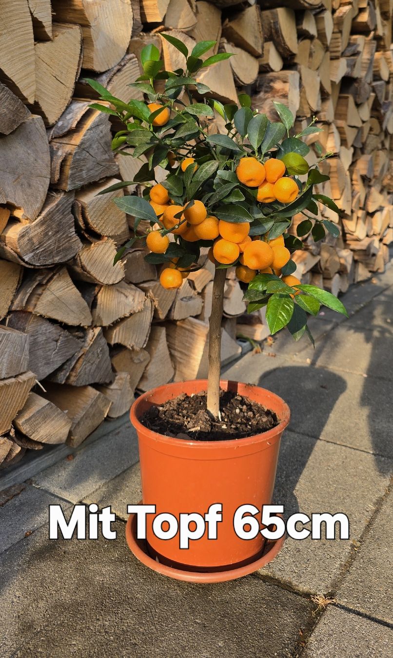 Plantes & graines: Hübsches Calamondin Bäumchen  – Neuf (Voir description) à Aarburg par popkorn65