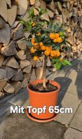 Hübsches Calamondin Bäumchen 