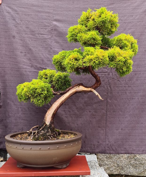 Bonsai Kaufen auf Ricardo